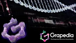 The Grapevine Genomics Encyclopedia (GRAPEDIA)
