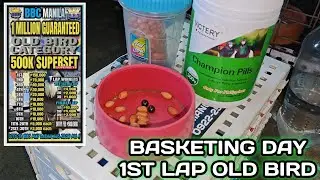BASKETING DAY.. 1ST LAP OLD BIRD BBCM..💪🏆