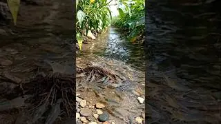 Wow! Amazing Polo Fishing Videos ! Best Big Fish Catching ! Primitive Technique fishing #fish #india