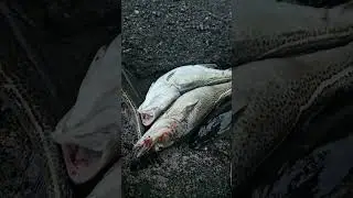 Cod Fishing #catchandcook #newfoundland 
