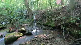 Fly Fishing a PA Mountain stream for Native Brook Trout