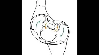 154: Sacroiliac Joints: The Next Level (with Til Luchau & Whitney Lowe)  Listener Favorite!