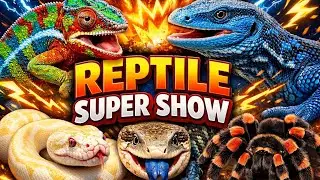 🐍 The Ultimate Reptile SuperShow Tour | Snakes, Lizards, Spiders & MORE!