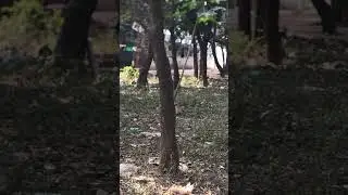 শৈশবের খেলাধুলা ।