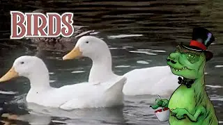 Птицы