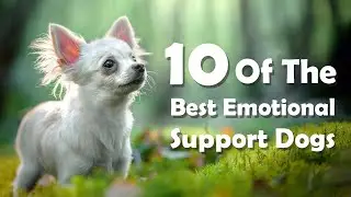 10 Of The Best Emotional Support Dog Breeds