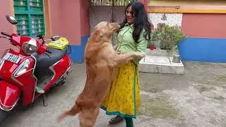 জন্মদিনে পিকুকে চমকে দিলাম | My dog's epic reaction when we met after month | adorable dog reaction