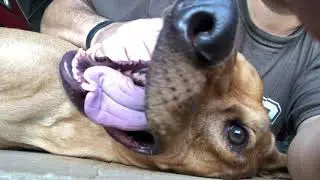 Rhodesian Ridgeback Playful Attack !!!