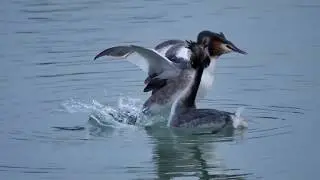 Svasso maggiore (Podiceps cristatus) -liti-