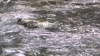 Trout in Skidmore Fork, Virginia