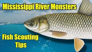 Mississippi River Monsters &ndash; Fly Fishing for Grass Carp &ndash; Fish Scouting Tips
