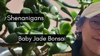 Saturday Shenanigans  Ep 11 - Baby Jade Bonsai