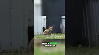 Foxes Hunting: Incredible Mousing and Sneaky Feeding Habits