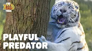White Tiger Practices His Hunting Skills! 🐯👣 #InternationalTigerDay