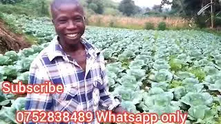 Okulima embooga wuno omulimi waffe cabbage farming in Uganda #farming #agriculture #vegetablefarming