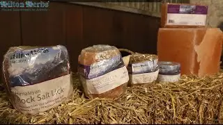 Himalayan Salt Licks for Horses
