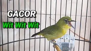 Pancingan Pleci Buka Paruh Paling jitu