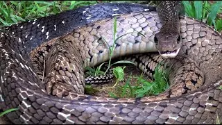 Keeled Rat Snake: Singapore Snakes