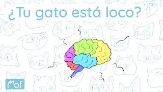 ¿Tu gato está loco? | Mof