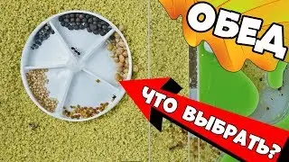 Муравьиная ферма - Зёрна для колонии Степных Жнецов