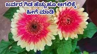 ಜರ್ಬೇರ ಹೆಚ್ಚು ಹೂ ಬಿಡಲಿಕ್ಕೆ ಹೀಗೆ ಮಾಡಿ / gerbera plant care tips