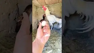 King ka Surprise | Mini zoo | Syed vlog #Syedvlog #Pets #Vlog #Minizoo