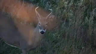 Buck Tracks Interdigital Gland Scent of Stressed Deer | REACTION! | South Dakota Public Land