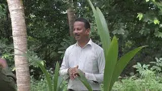 How To Find Malayan Green Dwarf  And Orange Coconut Plants