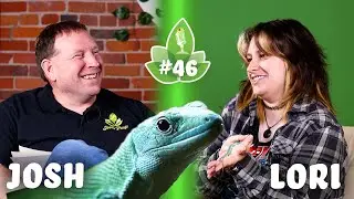 Keel Bellied Lizards: Everything You Need to Know! - Josh's Frogs Podcast Episode 46