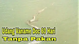 Budidaya Udang vaname Doc 60 Hari Size 60-50 Tanpa Pakan