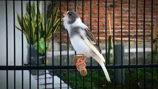 Most Powerful Canary Song for Training and Competition - Belgian Canary