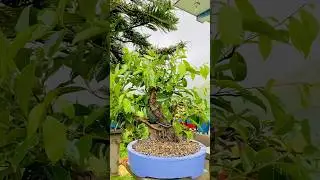 #evergreen #junbonsai #bonsaitree