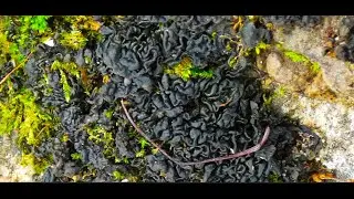 Collema fuscovirens syn  Lathagrium fuscovirens  by Theo