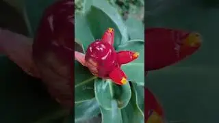 Pacing Pentul | Costus spicatus #shorts