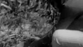 Mais Velho - Nilson Primitivo [parte 2]