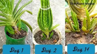 I safely transplant my Aloe Vera with several pups/ offsets to another tub