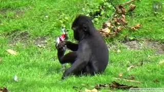 Young Crested Black Macaque playing around