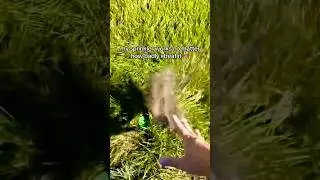 Dirt Proof Smart Sprinkler #shorts #lawncare #irrigation