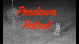 Bobcat's Predawn Patrol #bobcat #wildlife #hunting #animals #country