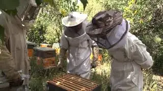 La abeja reina, donde nace, quien la pone y quien la quita.