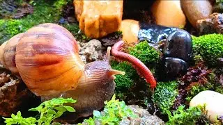 The Odd Couple : Millipedes and Snails Unite in a Forest Feast #Millipedes  #EducationalMillipede