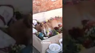 Born as a dog died as a legend😢 #cheems #cheemsdog #memes #shorts
