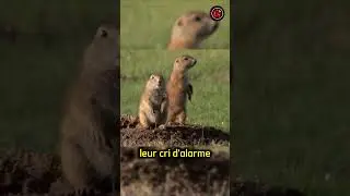 des Animaux les Plus Courageux du R&egrave;gne Animal. #shorts