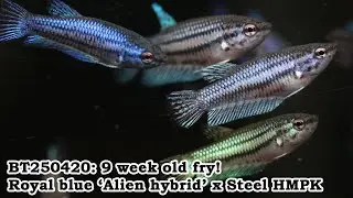 BT250420: 'Alien hybrid' x steel HMPK - 9 week old fry!