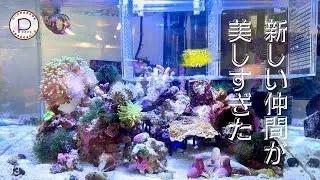 新しい仲間が美しすぎた　#ぴっぴアクアリウム　2026/1/9