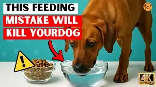 The Deadly Feeding Mistake 90% of DOG OWNERS Make Every Day ( Vet Warned Every DOG OWNER )