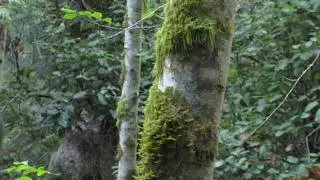 Bigfoot Sasquatch sighting near Port Renfrew on Vancouver Island . Close Encounter!