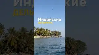 Экскурсия в Гоа, где можно увидеть дельфинов 😍читай описание 👆🏼#индия #гоа #дельфины