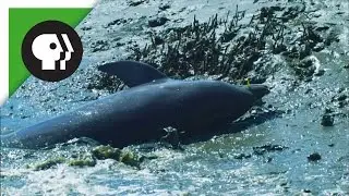 Dolphins Beach Themselves to Catch Fish