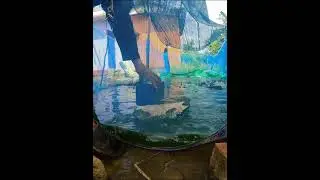 Tips for Keeping Frog Water Clean and Fresh